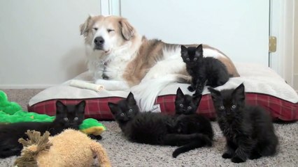 Куча котят мучают собаку))