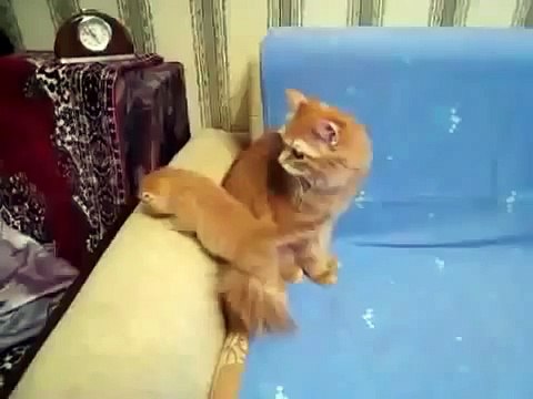 МИЛЫЙ КОТИК РАЗОЗЛИЛСЯ !!! приколы,коты,кошки,funny,cat,cats