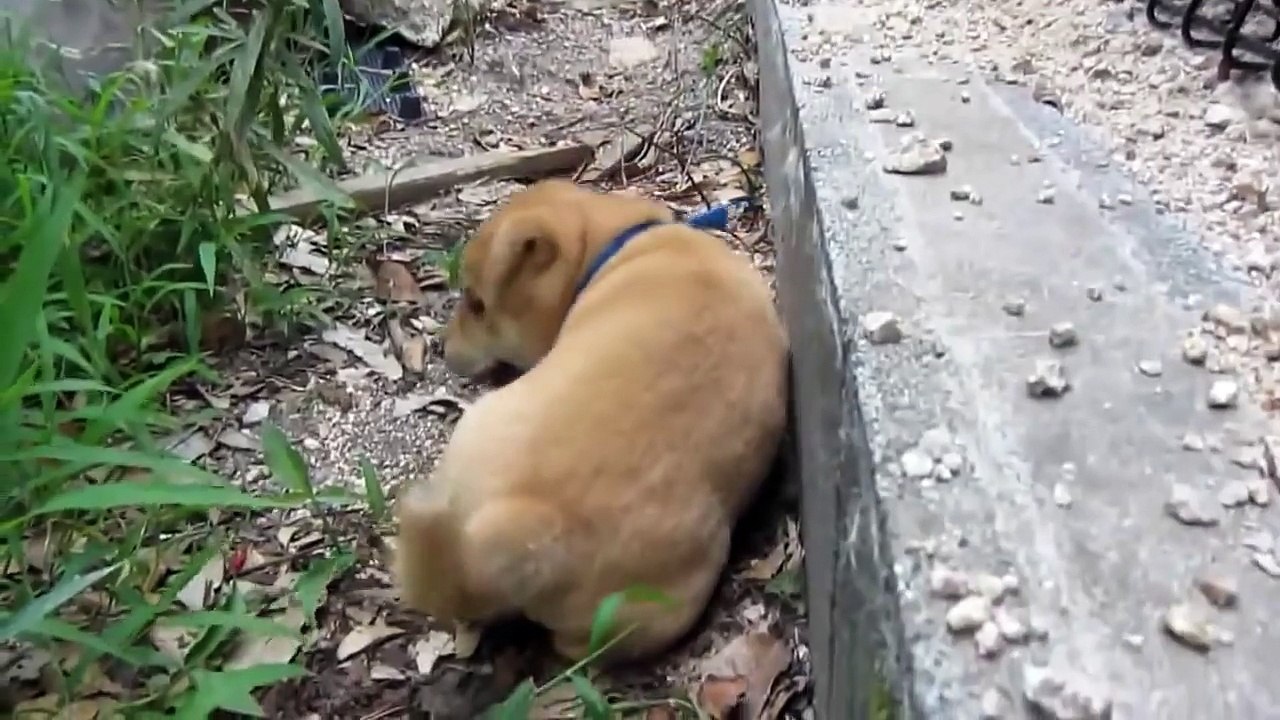 Short legs dog cub