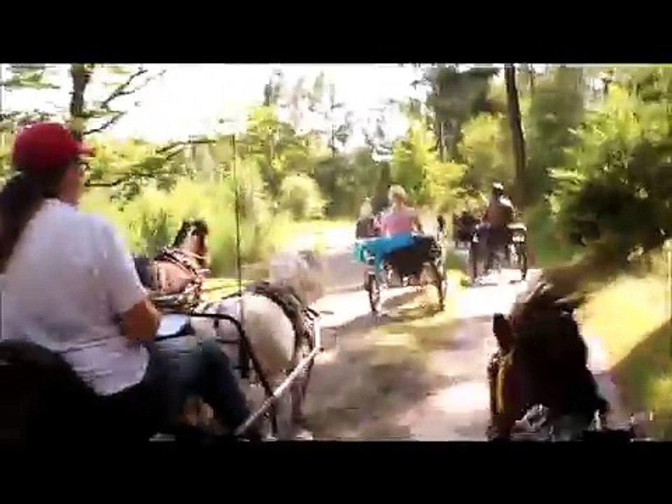 Shetlander rit kuinder bos juni 2014 Definiteife bewerking