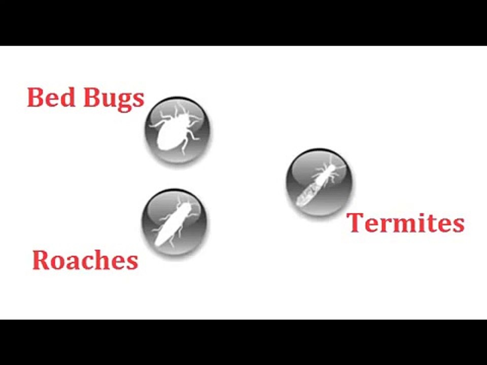 Downtown LA Pest Control, 213-928-7849, Mice, Roach, Rat, Bed Bug Removal, Ktown