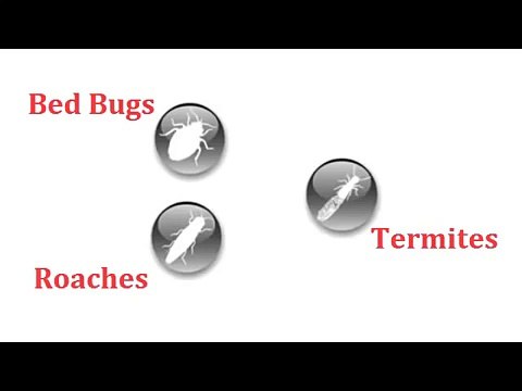 Downtown LA Pest Control, 213-928-7849, Mice, Roach, Rat, Bed Bug Removal, Ktown