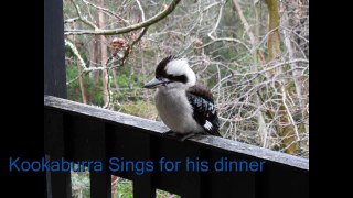 Kookaburra Family Dinner