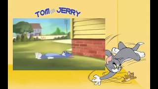 Tom And Jerry Cartoon Tales