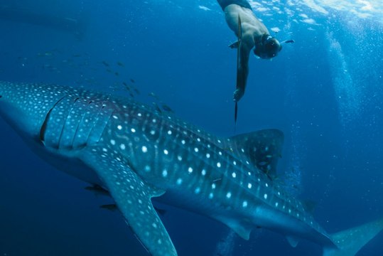 Nage avec des requins-baleine en Indonésie