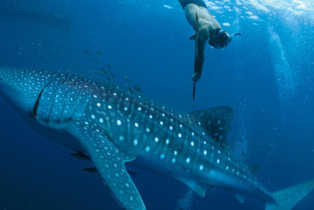Nage avec des requins-baleine en Indonésie