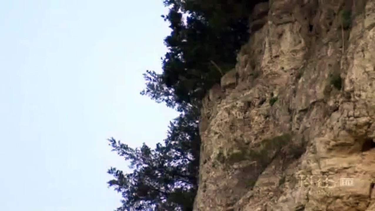 Peregrine Falcon Kills Red Tailed Hawk