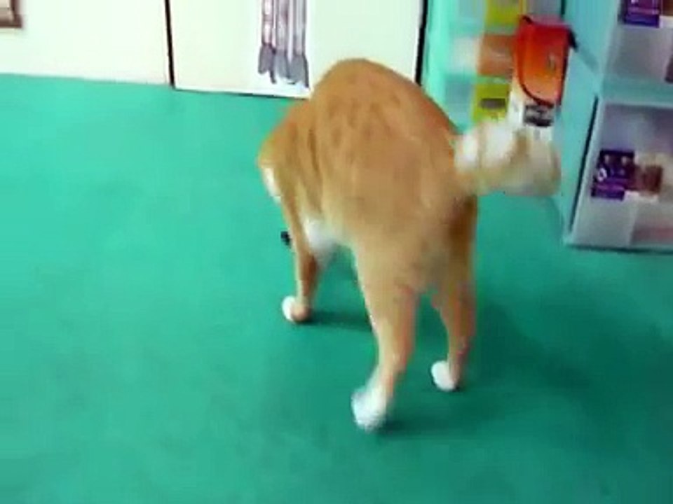 瞎眼貓抓蟑螂.mpg