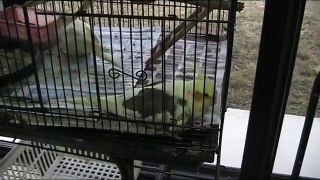 My girl cockatiels open their cage door one after the other to escape!