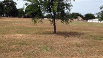 Zebra in Texas Had a Baby - Mom Being Very Protective of Her Baby - No Imprinting