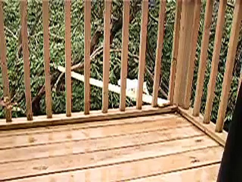 White Squirrel Walks the Plank