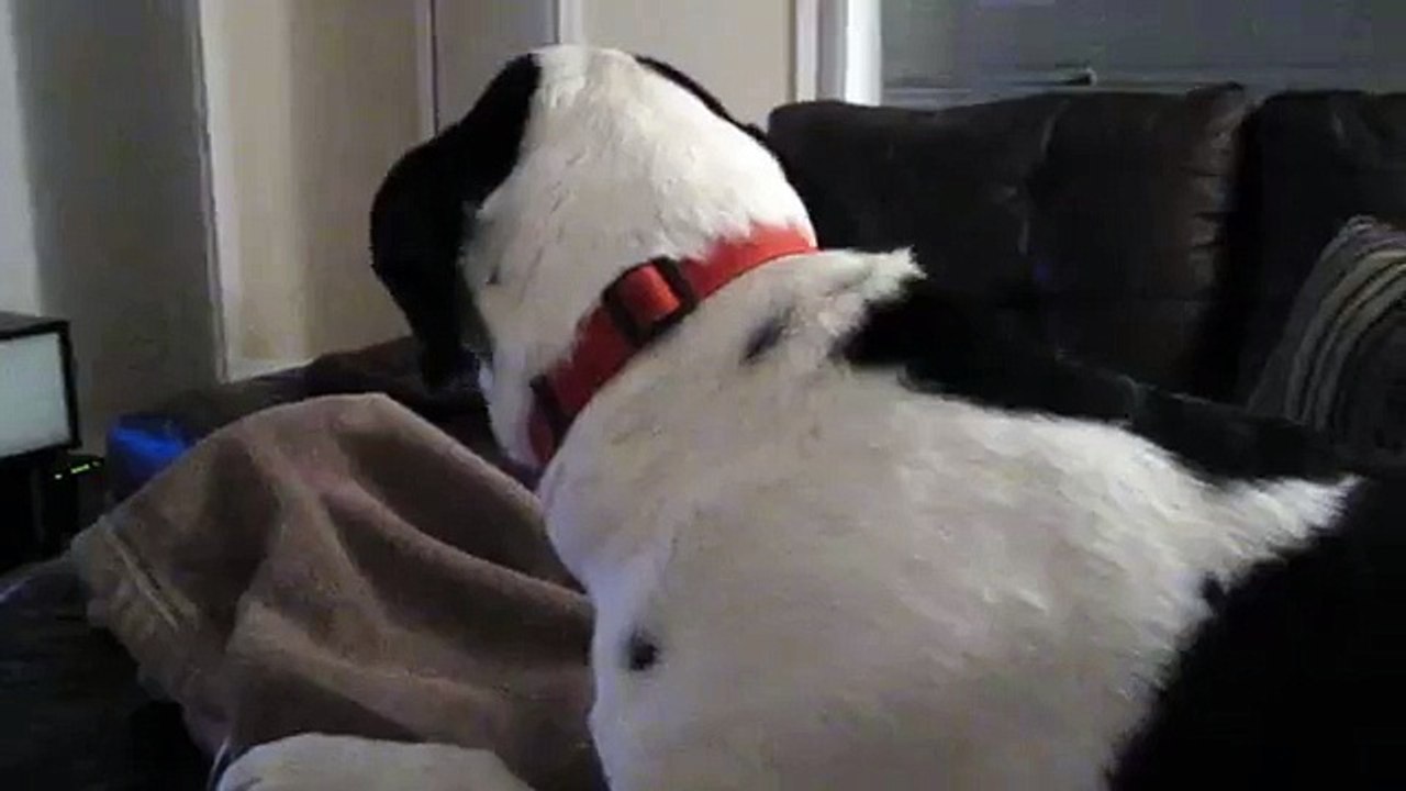 Buddy mild seizure