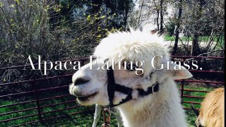 Alpaca Eating Grass. (Short Video)