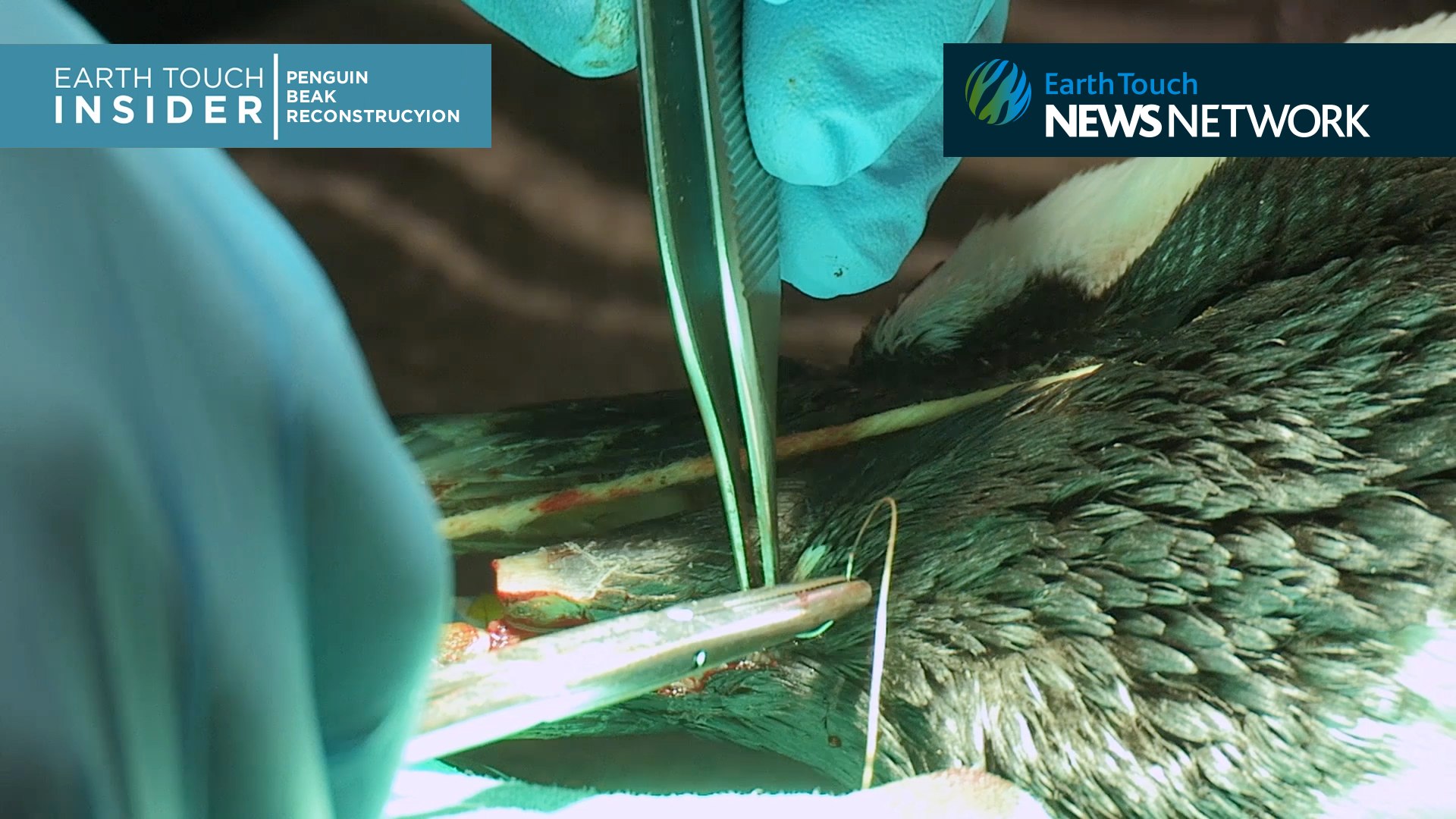⁣Prosthetic Beak Surgery for Endangered Penguin