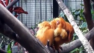 Born tamarin twins - Nasce Mico-leão-Dourado gêmeos