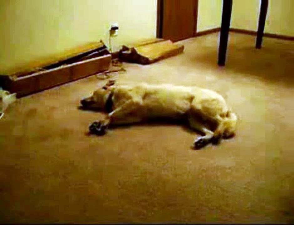 Sleeping dog runs head-first into wall