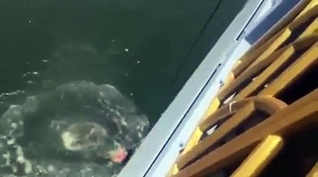 Saut avec un élastique, enfin presque