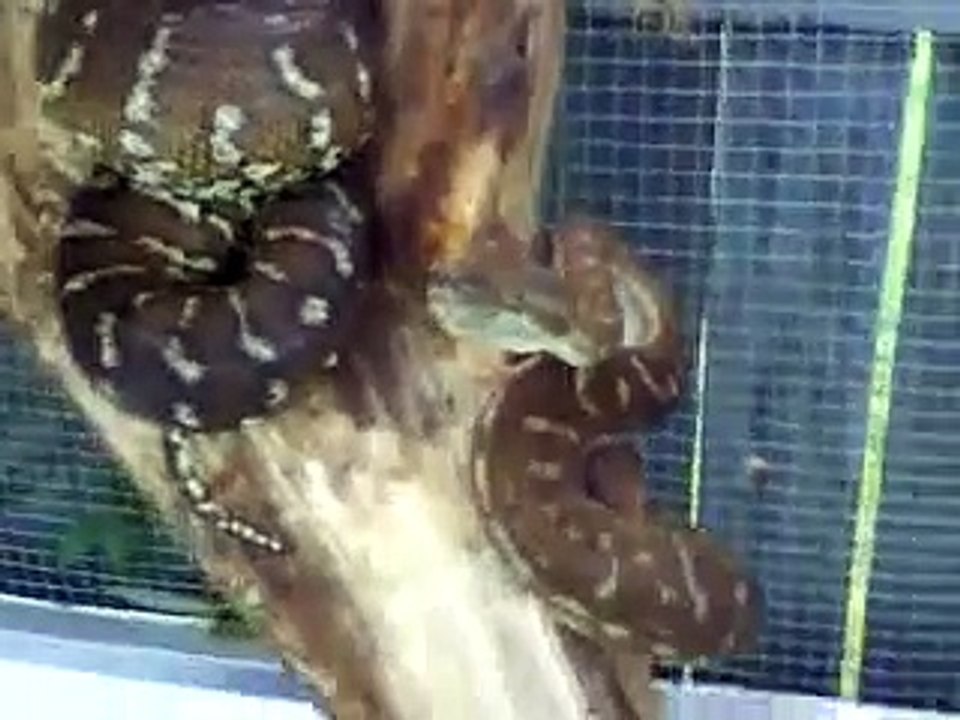 bredli and coastal carpet pythons.MP4