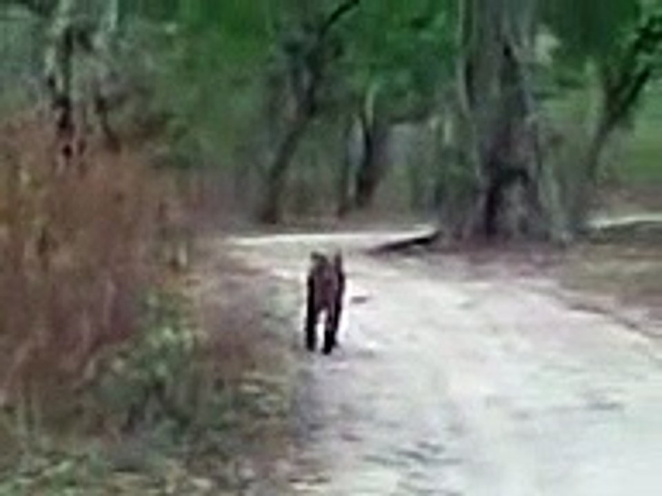A tiger sited at Jim Corbett national park, Nainital, Uttarakhand, India