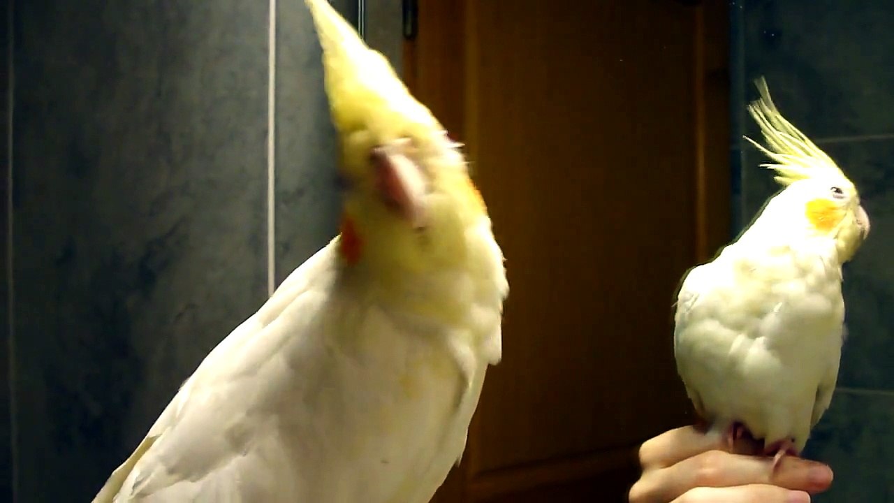 Naaru devant la glace