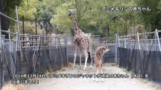 高知県立のいち動物公園　「アミメキリンの赤ちゃん」