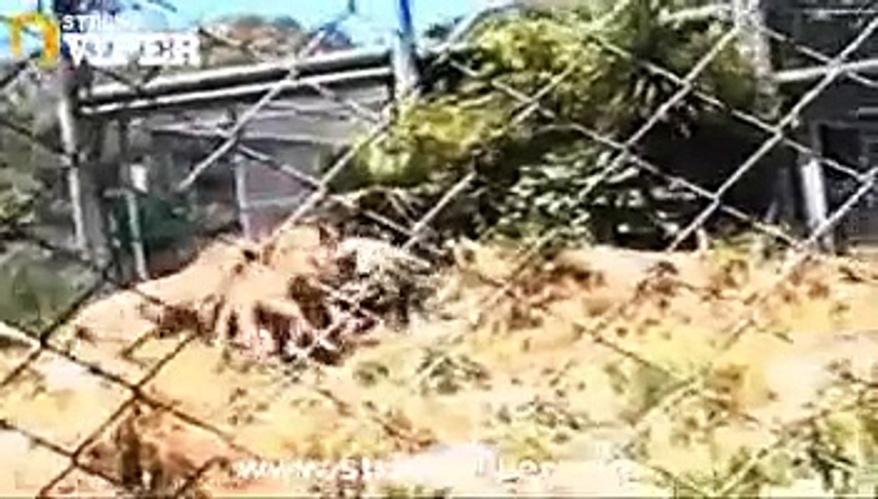 15_Most_Awful_Animal_Attacks_On_Human_PT03__The_Deadliest_Attacks