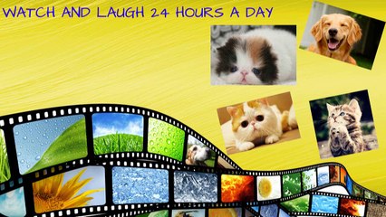 Funny cat videos 2015 / Part 3