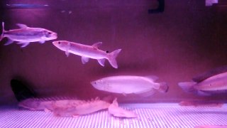 Tiger Fish/Mbenga (Hydrocynus Goliath) VS African Pike/Kafue Pike (Hepsetus odoe)