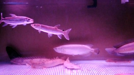 Tiger Fish/Mbenga (Hydrocynus Goliath) VS African Pike/Kafue Pike (Hepsetus odoe)