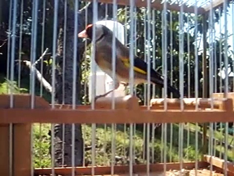 CHARDONNERET DE CORSE