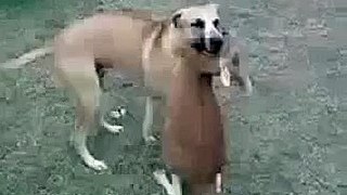 Kangaroo Wrestles Dog Funny Animal Videos