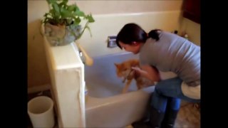 FUNNY CATS BATH COLLECTION