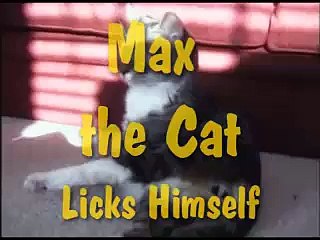 Max the Cat Licks Himself