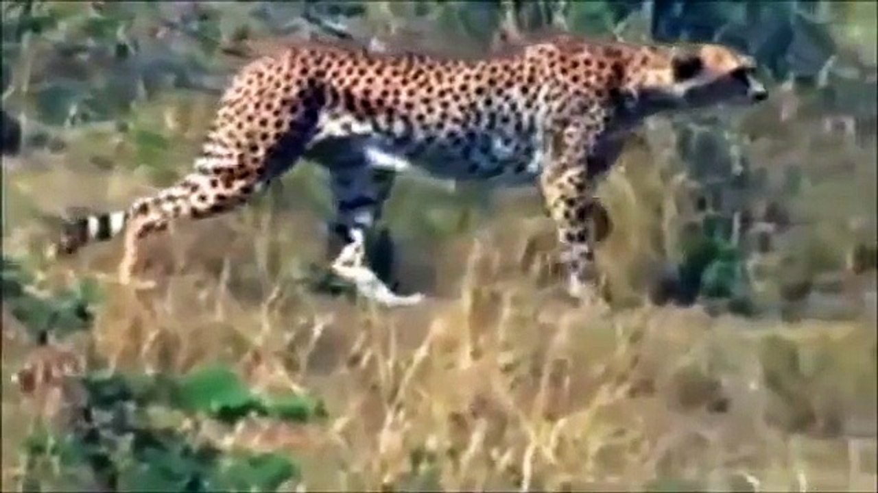Cheetah vs Leopard AnimalWorld