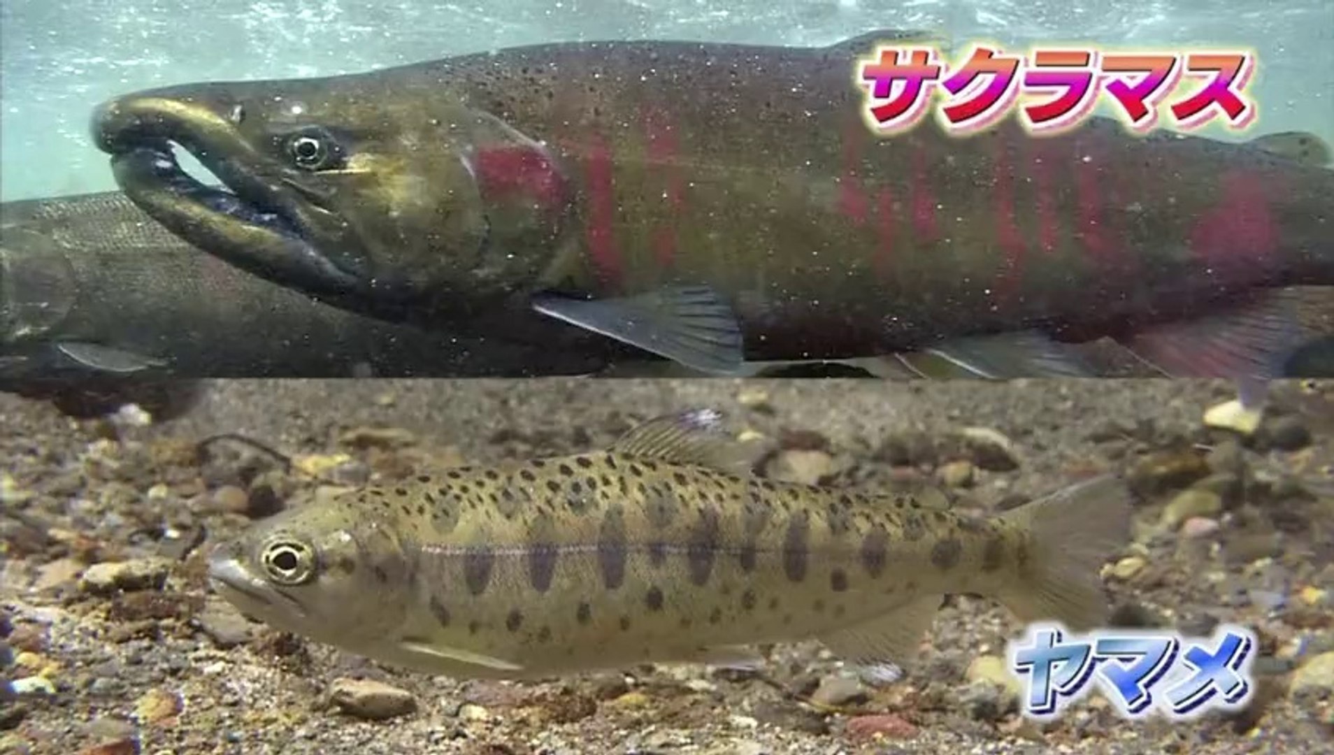 ヤマメ Vs サクラマス 動画 Dailymotion