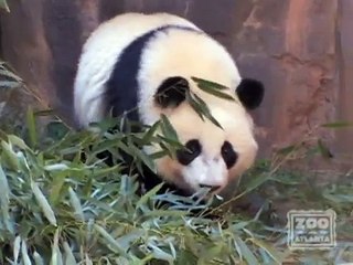 Snack time with giant pandas Po and Lun Lun