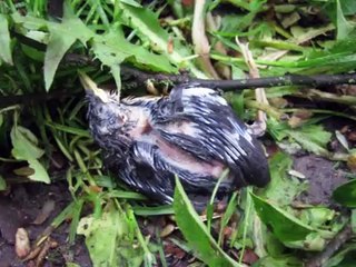 Nest van boomklever (vogel) doorgezaagd door de gemeente Ede..!