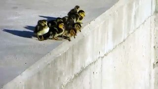 Brave Ducklings Jumping into the Water after their Mom