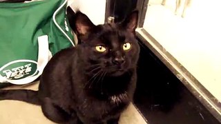 Merry Christmas Happy New Year from Shadow the KITTY-Funny Video