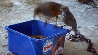Pájaro Zorzal enseñándole a comer comida para perro