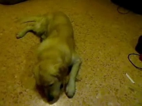 Il nuovo Partito Democratico