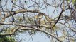 นกแสก นกเค้าหน้าลิง  Barn owl, Common barn owl 6/3/215