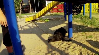 Construction Trucks for Kids plus Dog that Digs at The Playground Part 3 of 6
