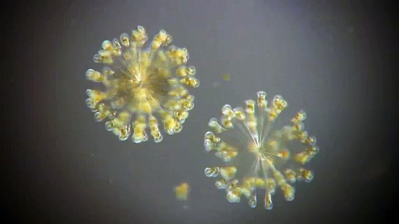 colonialrotifer