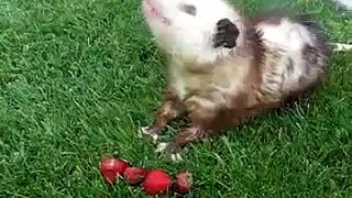 Possum eating