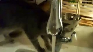 Cat Shower