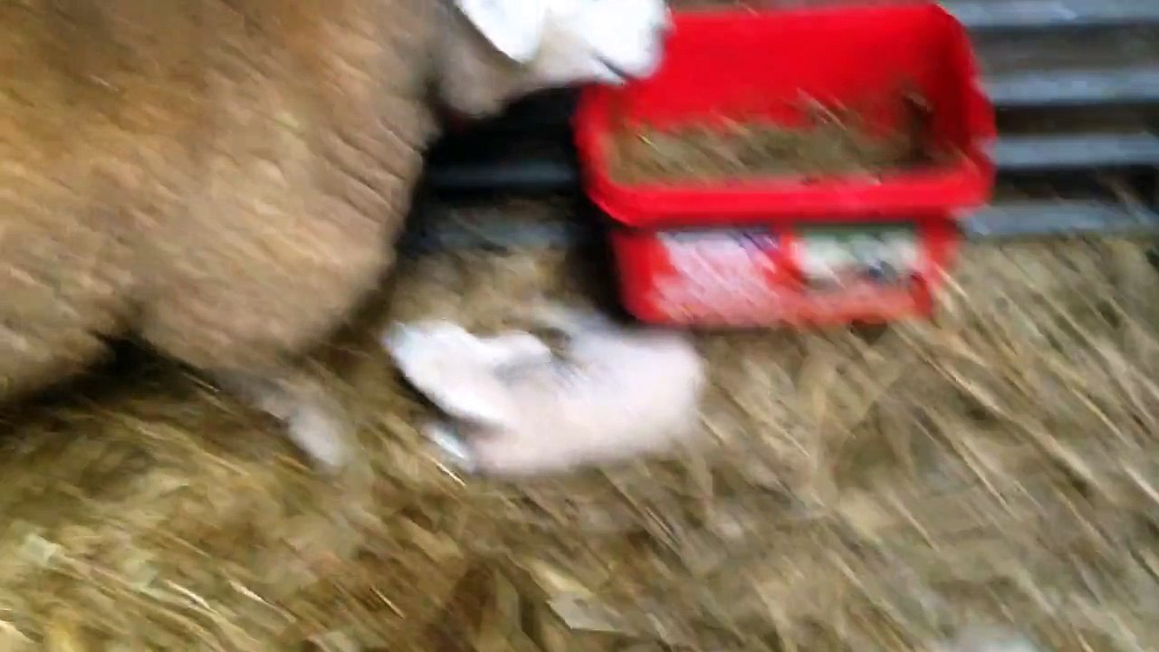 Realities of lambing time