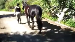 Natural Horsemanship - Follow me, my beautiful horse.