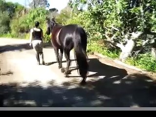 Natural Horsemanship - Follow me, my beautiful horse.