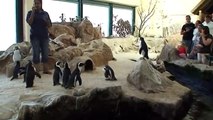 Two Oceans Aquarium Feeding the Penguins